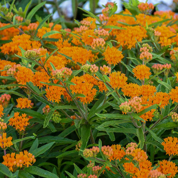 MILKWEED: Asclepias Tuberosa