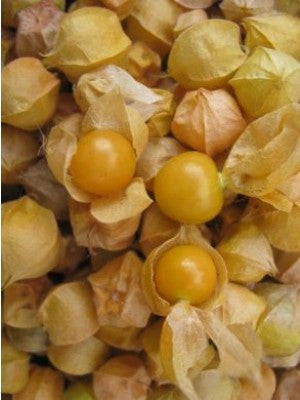 Cossack Pineapple Ground Cherry