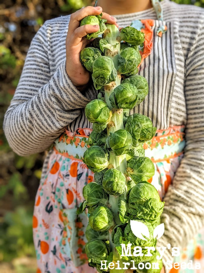 Long Island Brussels Sprouts