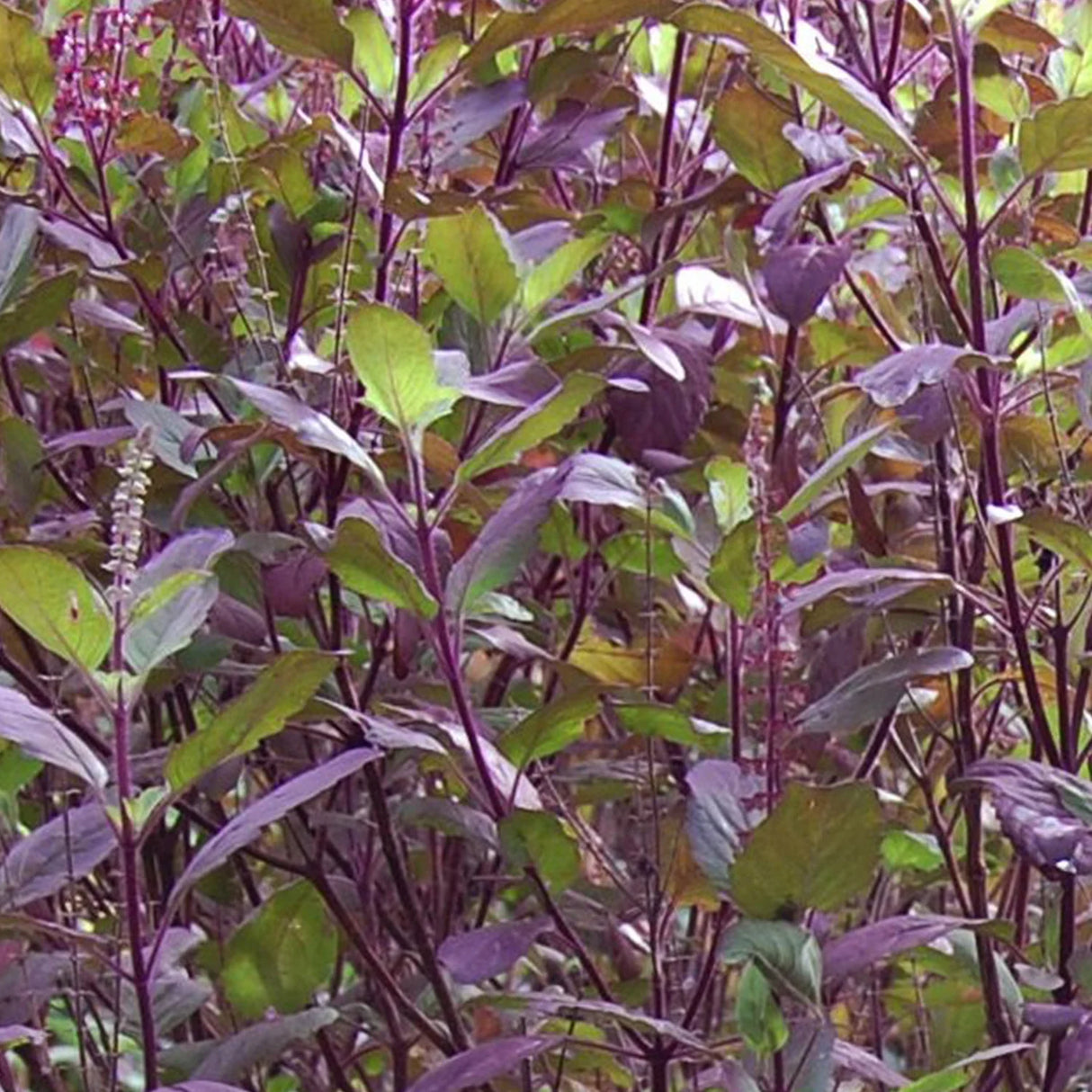 Red Leaf Thai Holy Basil