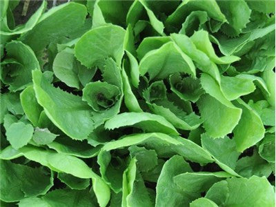 Endive, Batavian Broadleaf