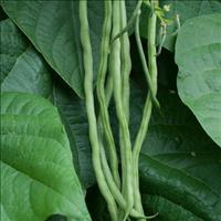 Fortex Pole Bean