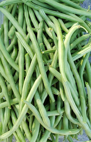 Tendergreen Bush Beans