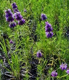 Lemon Bee Balm