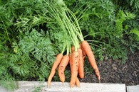 Berlicum Carrot