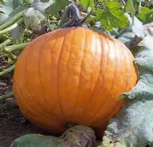 Big Max Pumpkin