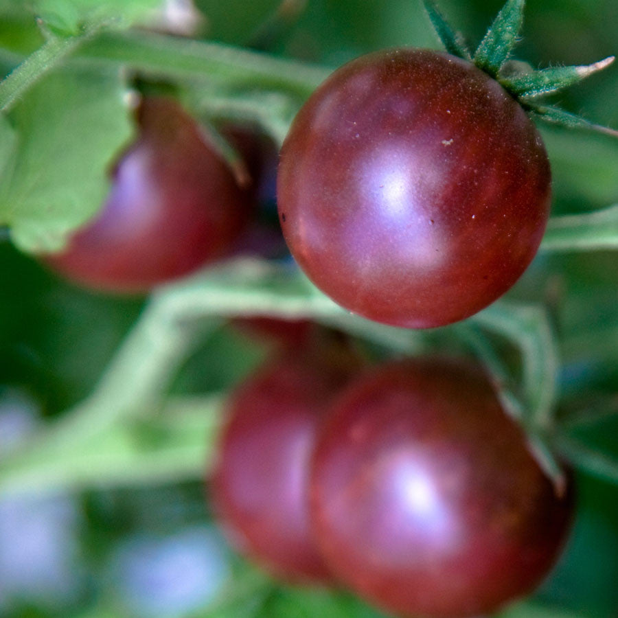 Black Cherry Tomato