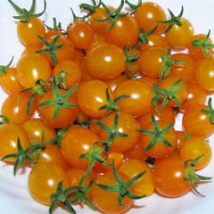 Blondkopfchen Tomato
