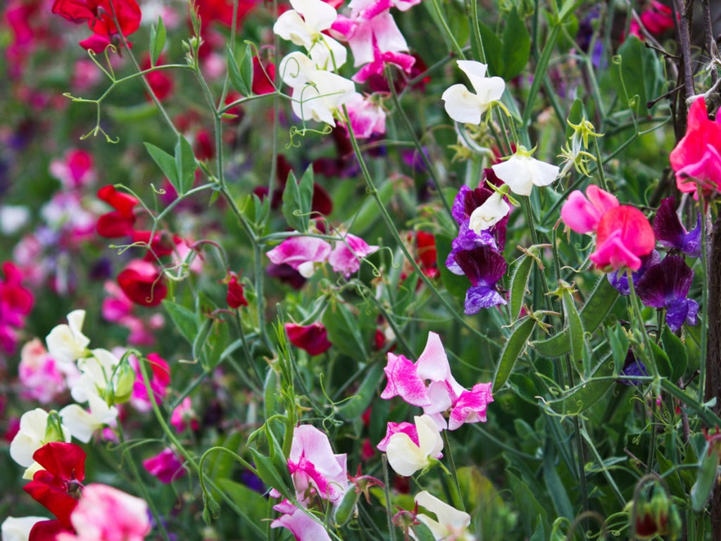Sweet Pea, Mammoth Mix