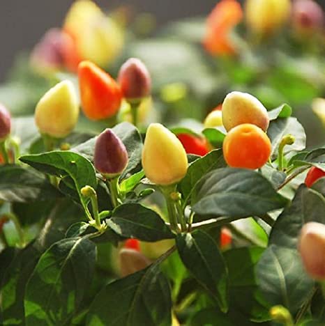 Bolivian Rainbow Pepper