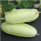 Boothby's Blonde Cucumber