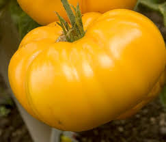 Yellow Brandywine Tomato