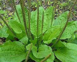 Broadleaf Plantain