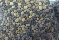 Broccoli Salad Sprouting Seeds