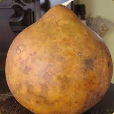 Bushel Gourd