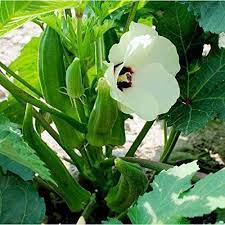 Cajun Jewel Okra