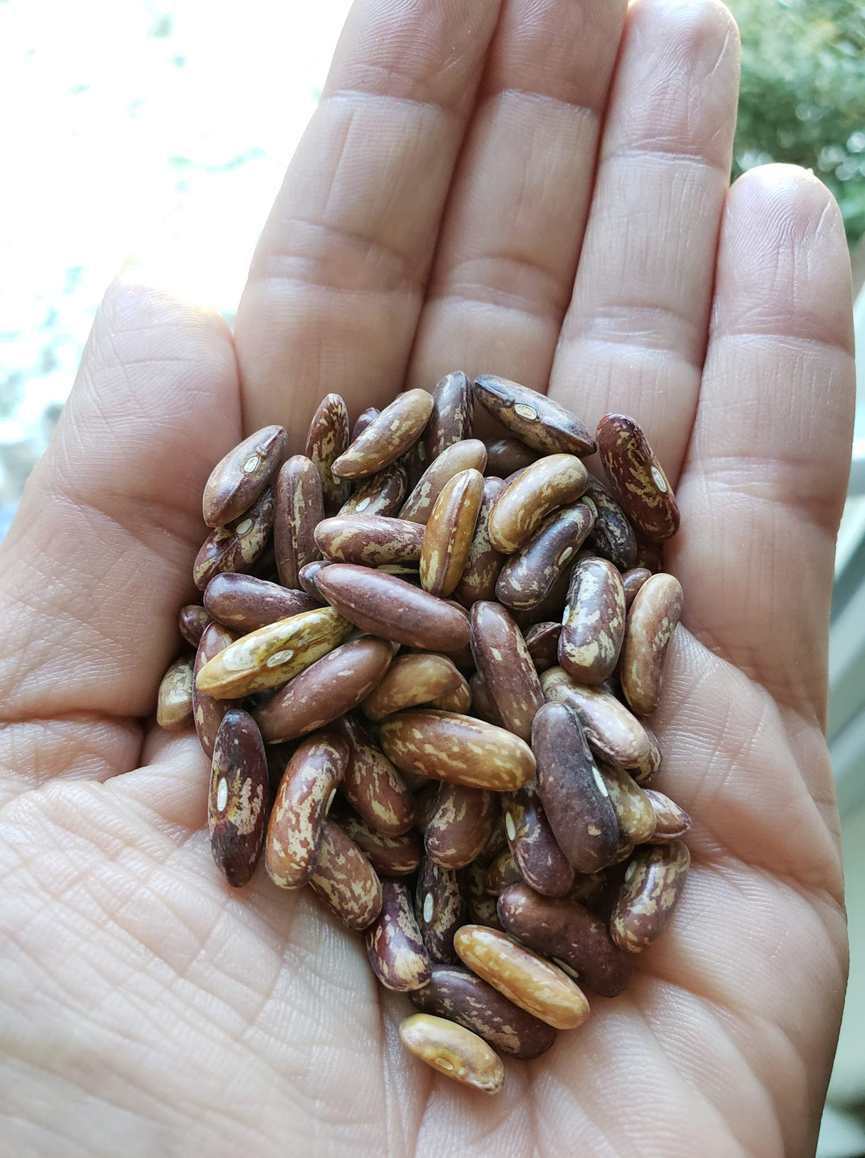 Calima Bean