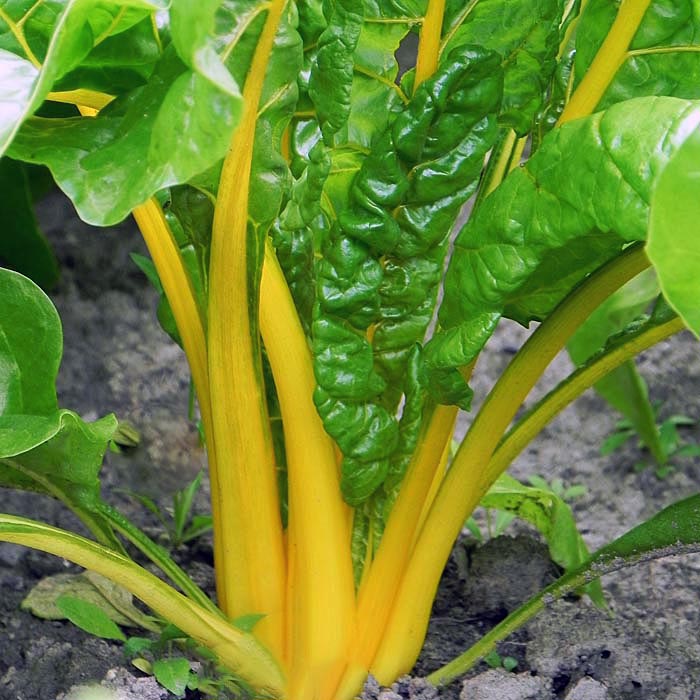 Canary Yellow Swiss Chard