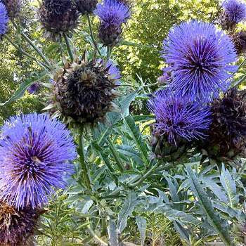 Cardoon