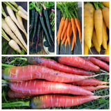 Colorful Carrot Seed Collection