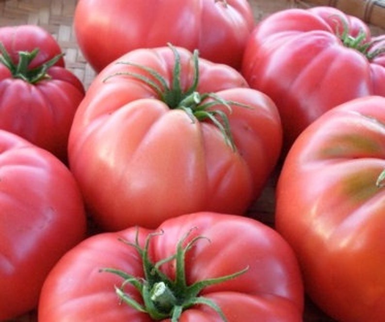 Caspian Pink Tomato