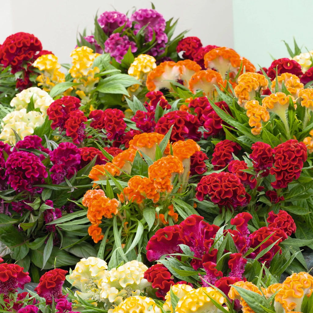 Celosia Cristata Mix