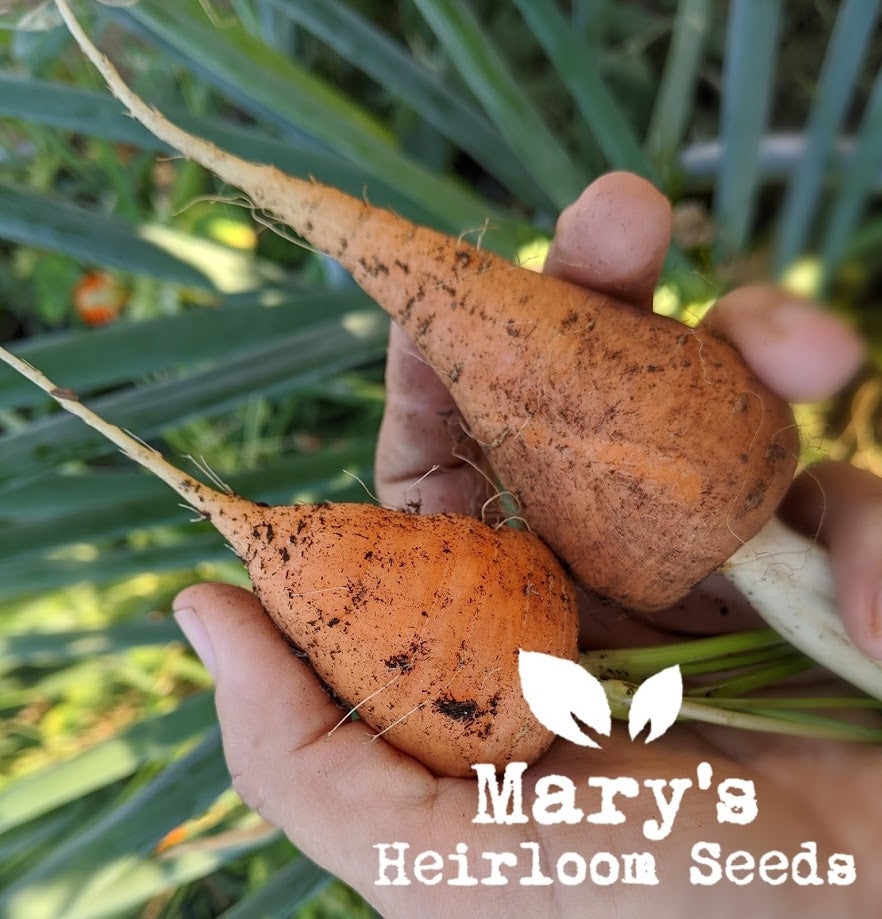 Chantenay Red Core Carrots