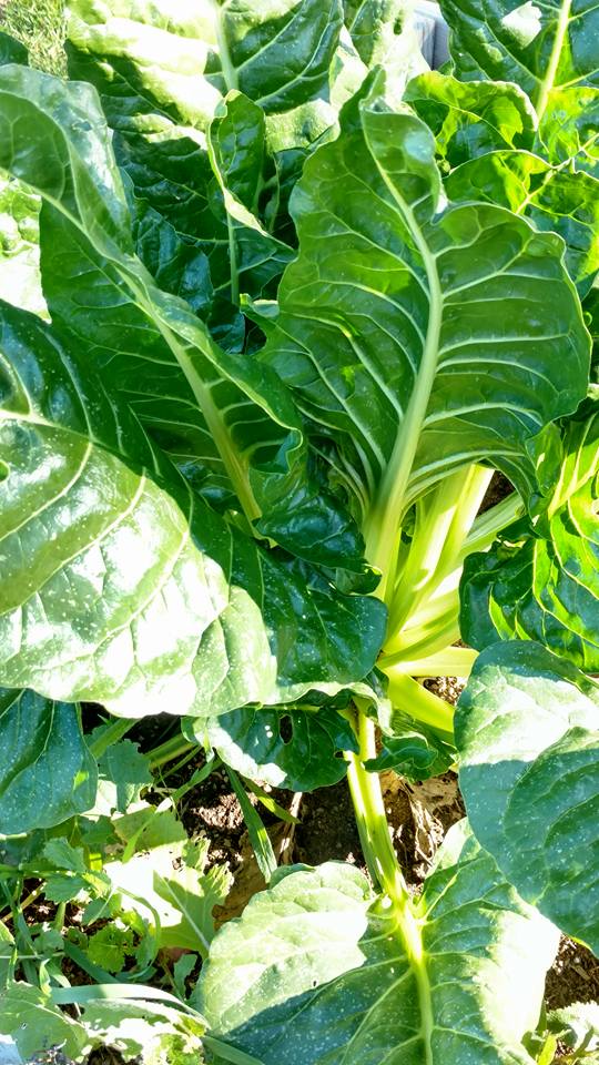 Fordhook Giant Swiss Chard