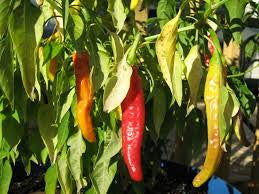 Charleston Hot Pepper