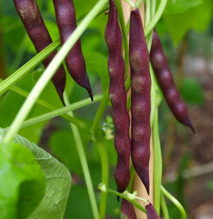 Cherokee Trail of Tears Pole Beans