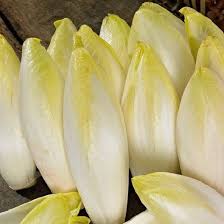 Witloof Chicory