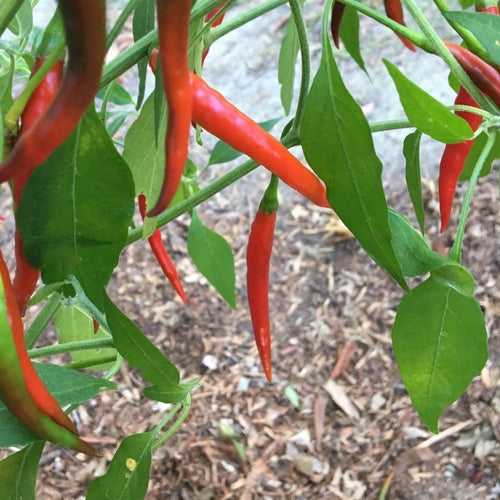 Chile de Arbol