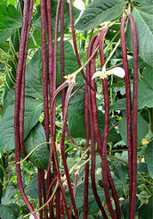 Chinese Red Noodle Bean