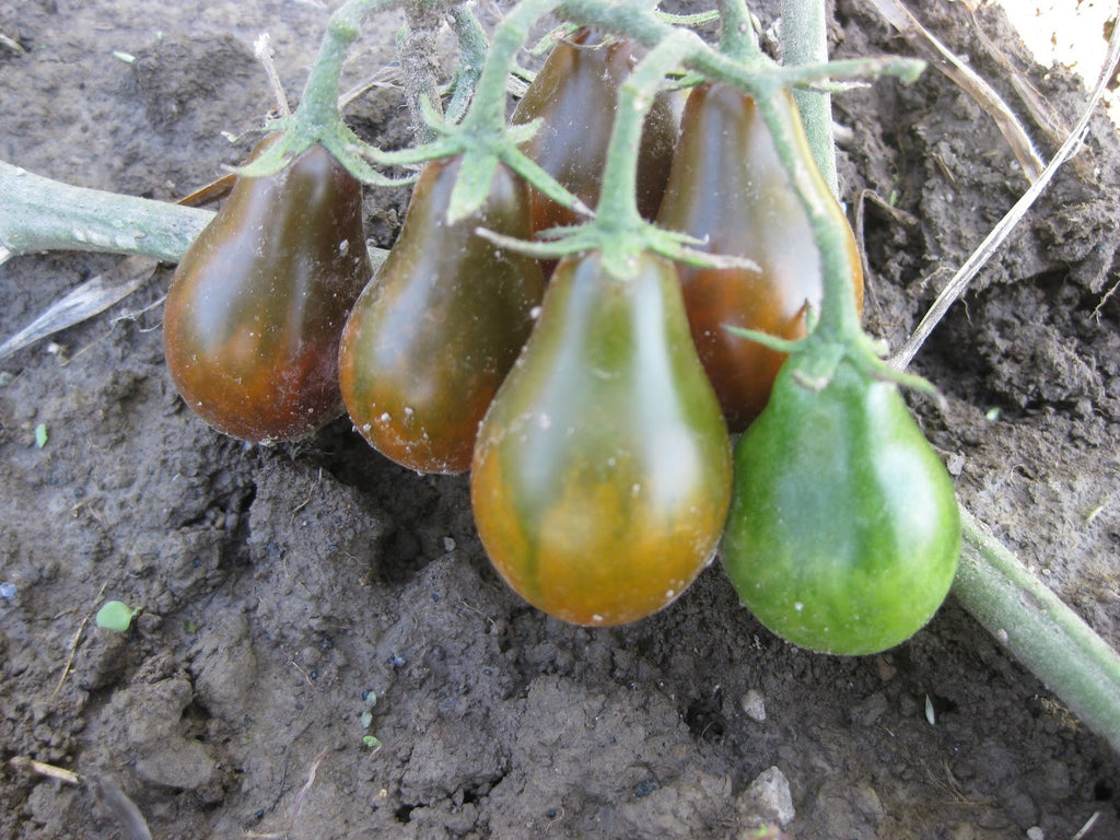 Chocolate Pear Tomato