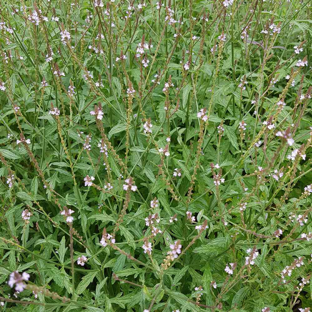 VERBENA