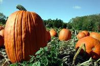 Connecticut Field Pumpkin