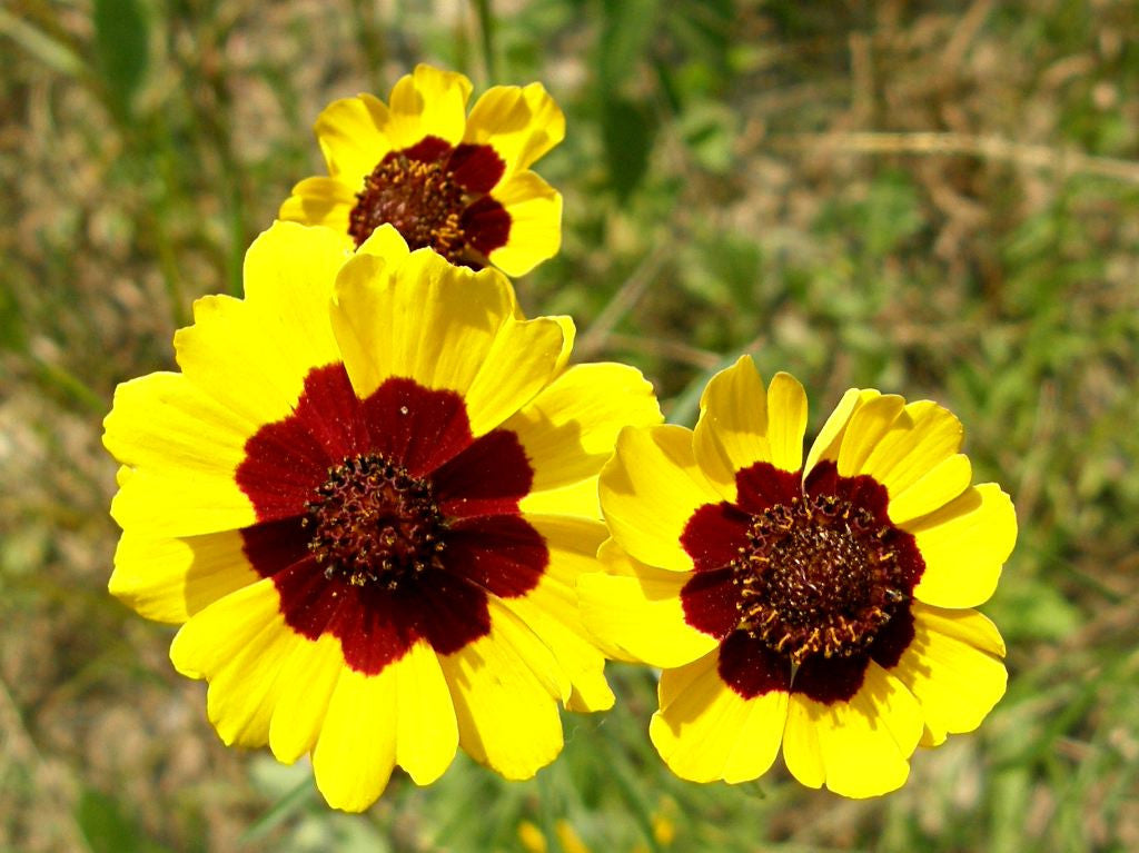 Plains Coreopsis