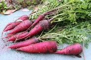 Cosmic Purple Carrot