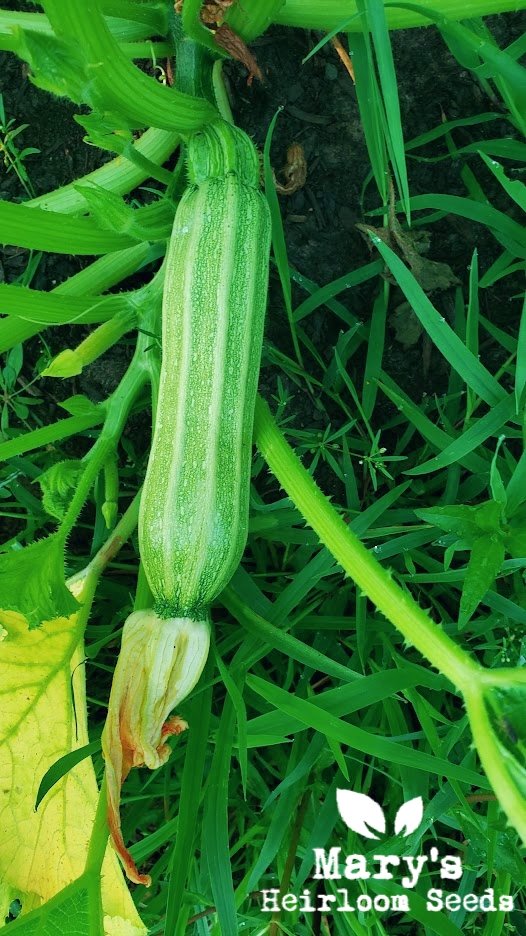 Costata Romanesco Squash