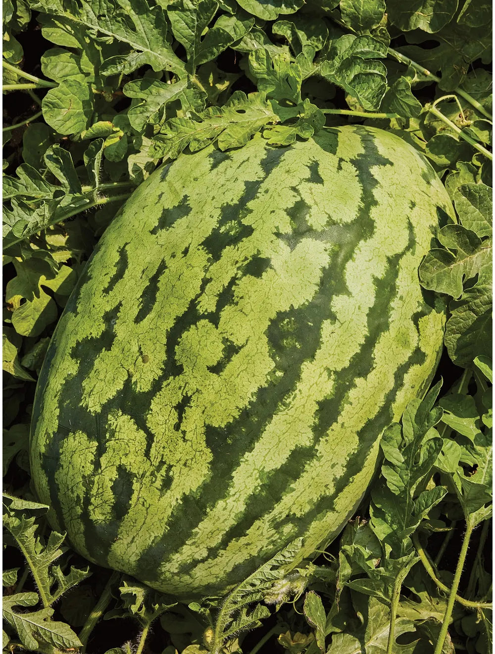 Carolina Cross Watermelon