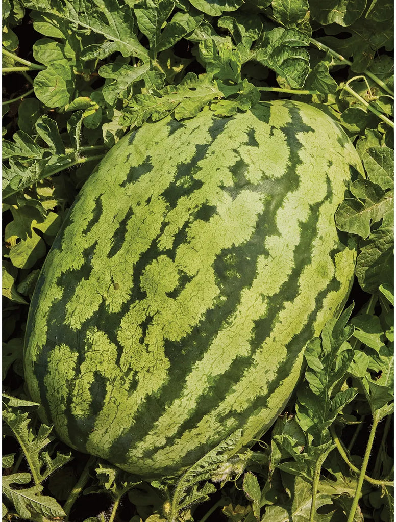 Carolina Cross Watermelon