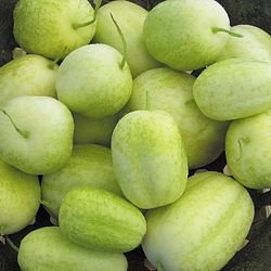 Crystal Apple Cucumber