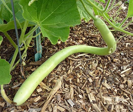 Cucuzzi Gourd