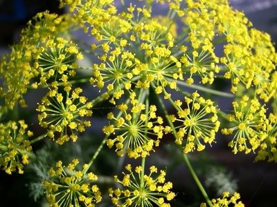 Dill Bouquet