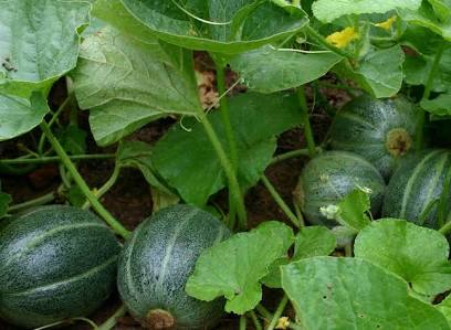 Petit Gris de Rennes Melon