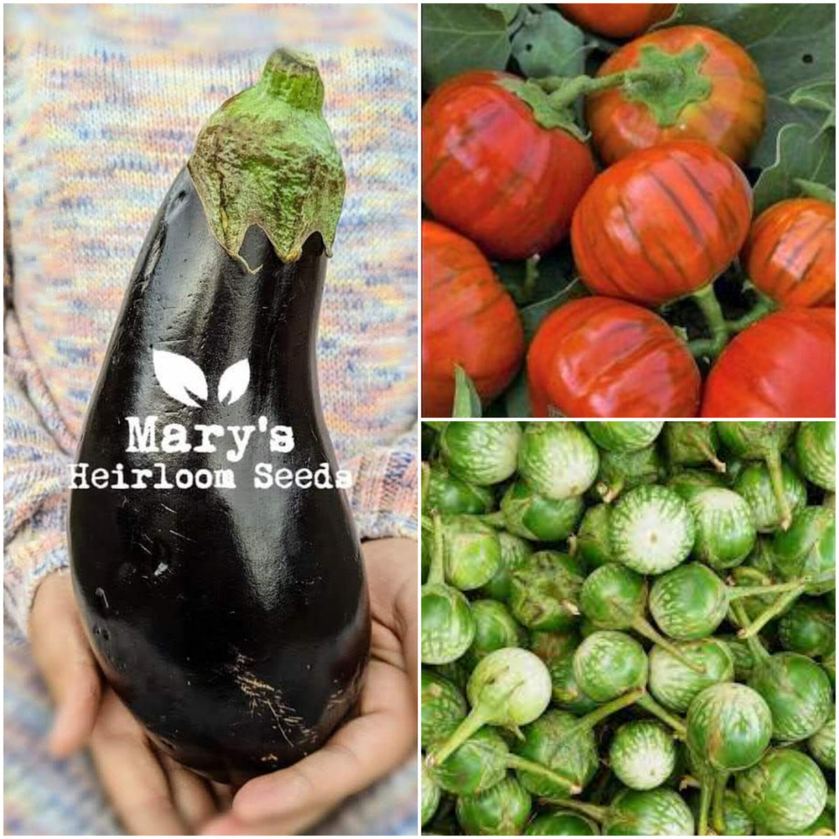 eggplant seeds for planting Eggplant Medley
