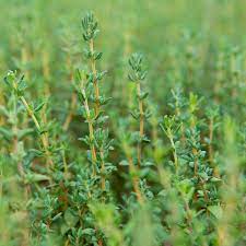 Thyme