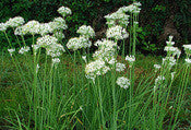 Garlic Chives