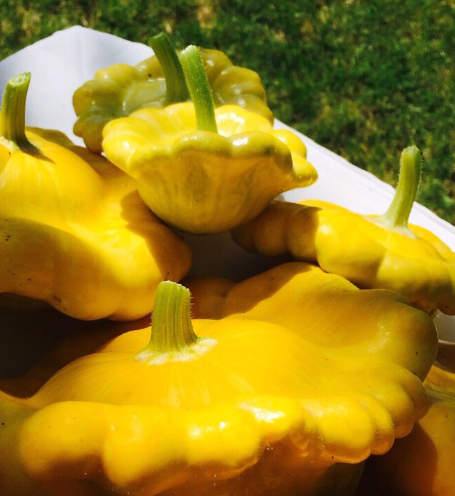 Gelber Englischer Custard Squash