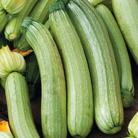 Genovese Italian Squash